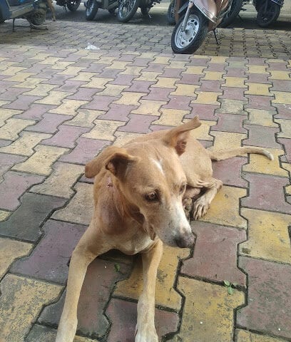 MH14 Animal Hospital