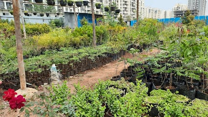 Sai Exotic Nursery