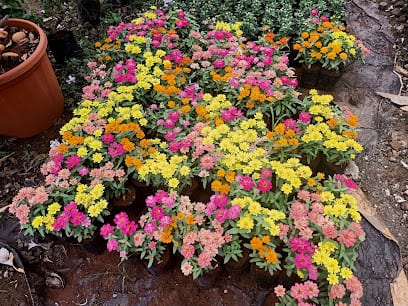 Shaurya Nursery