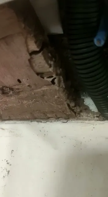 PestAnuja Pest Control Services